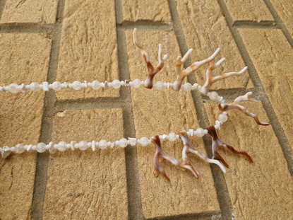 Picture of Coral White