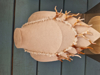 Picture of Coral White
